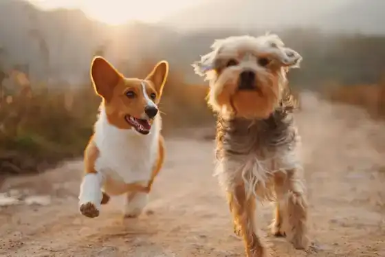 Chien aboyant pendant une promenade