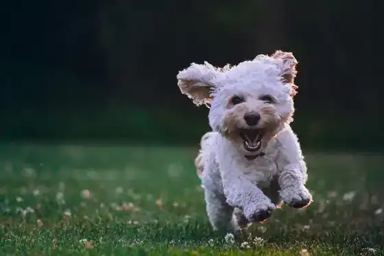 Style de vie avec un animal de compagnie